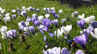 anklicken zum Vergr&ouml;&szlig;ern