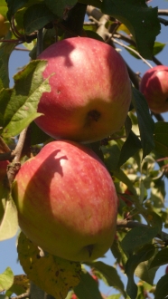 anklicken zum Vergr&ouml;&szlig;ern