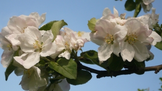 anklicken zum Vergr&ouml;&szlig;ern