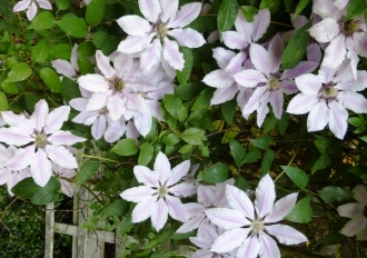 anklicken zum Vergr&ouml;&szlig;ern