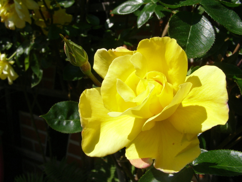 Rose Rosa Morgenrot