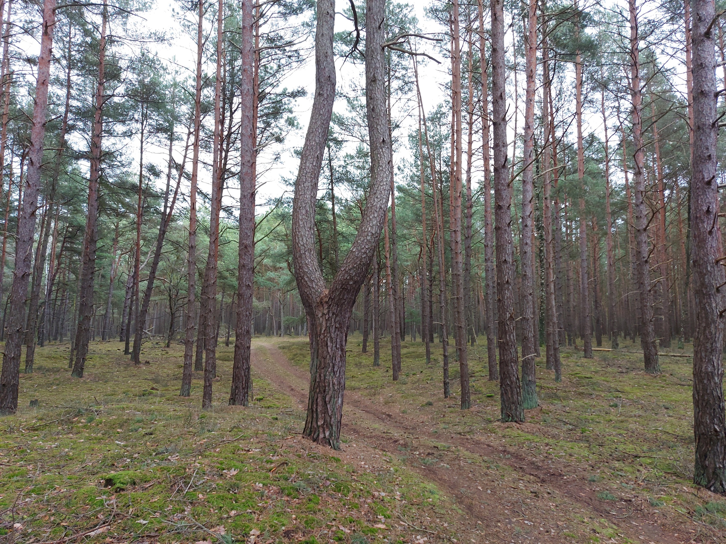 anklicken zum Vergrößern