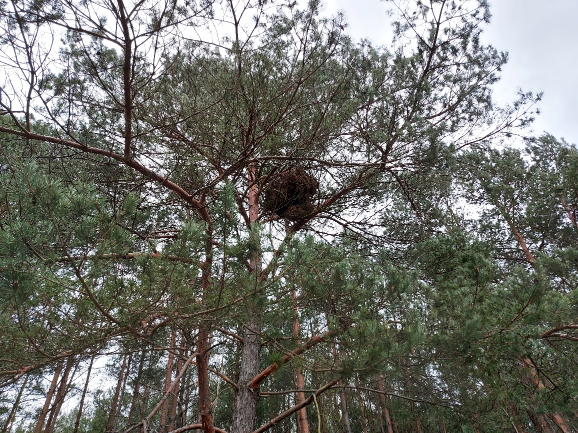anklicken zum Vergrößern