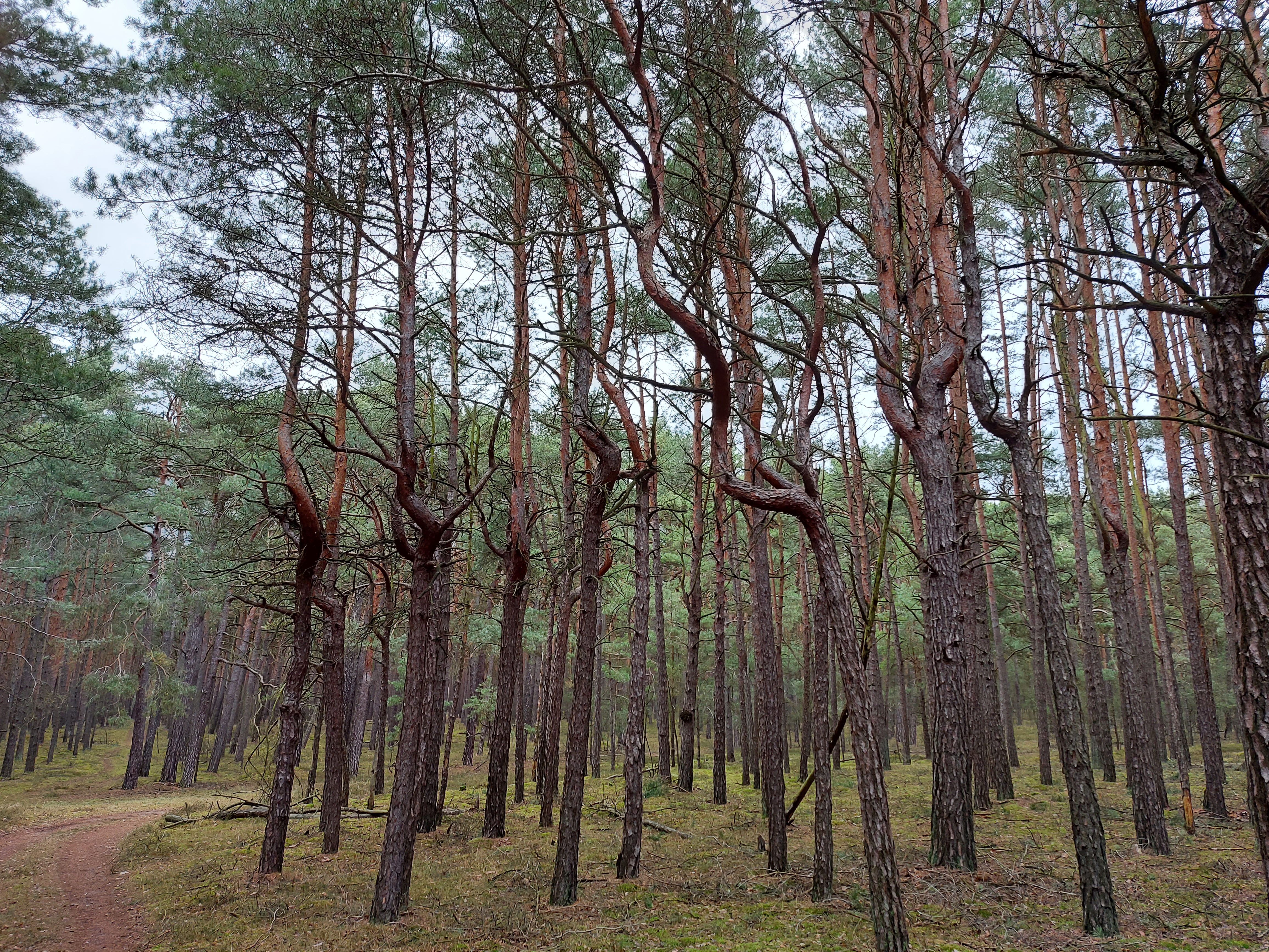 anklicken zum Vergrößern