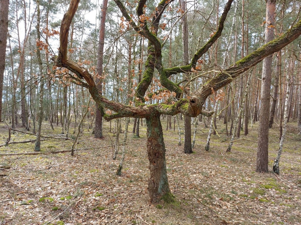 anklicken zum Vergrößern