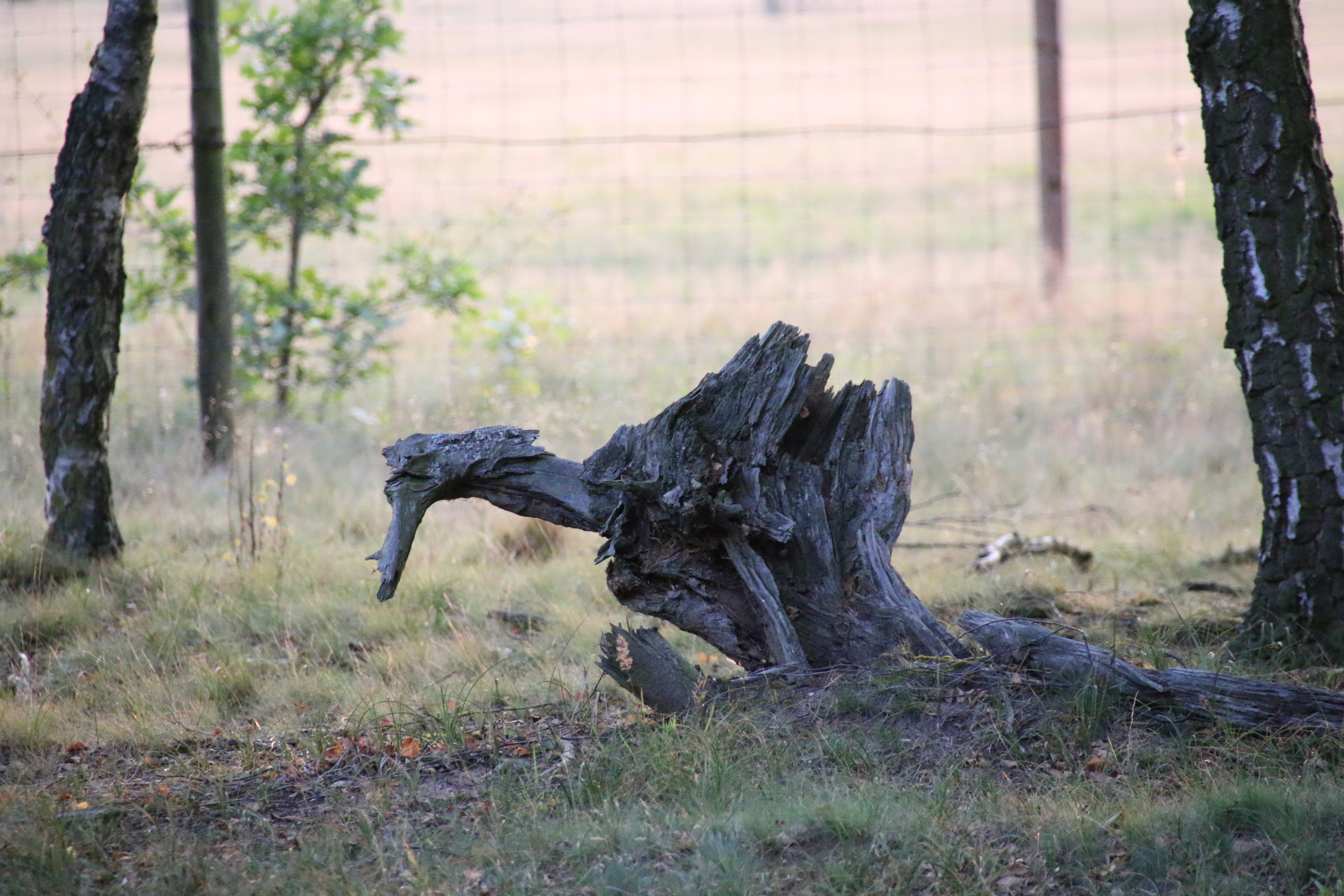 anklicken zum Vergrößern