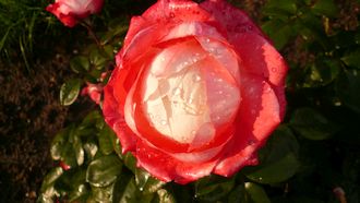 anklicken zum Vergr&ouml;&szlig;ern