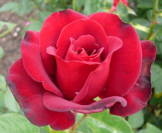 anklicken zum Vergr&ouml;&szlig;ern