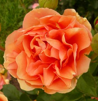 anklicken zum Vergr&ouml;&szlig;ern