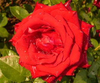 anklicken zum Vergr&ouml;&szlig;ern